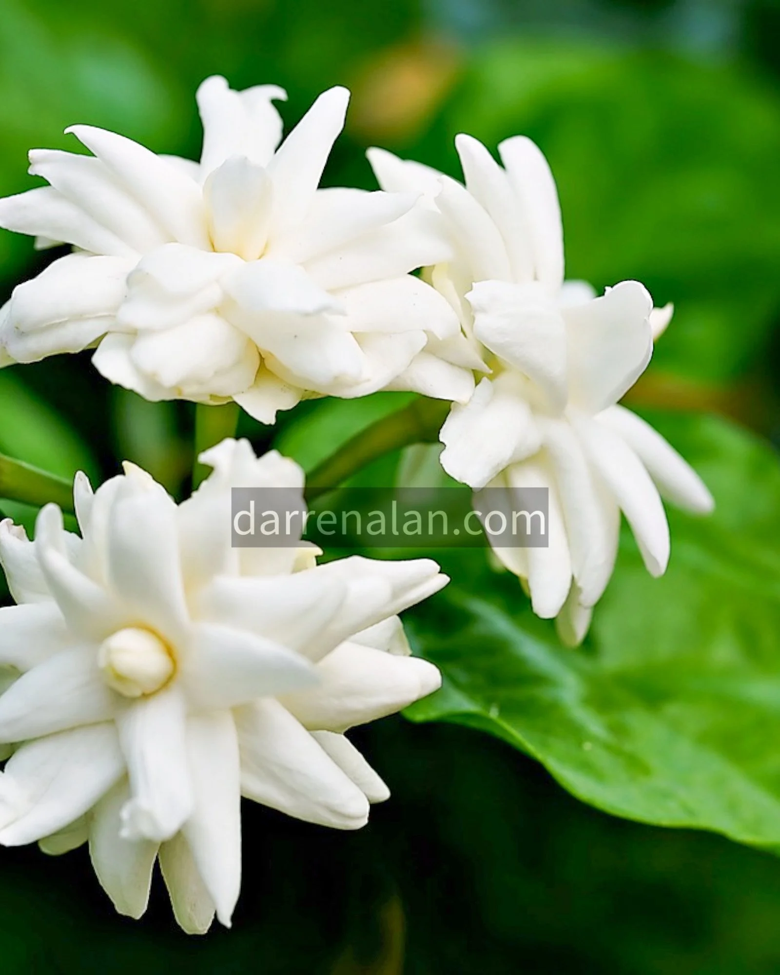 Jasmine Sambac Absolute — Darren Alan Perfumes